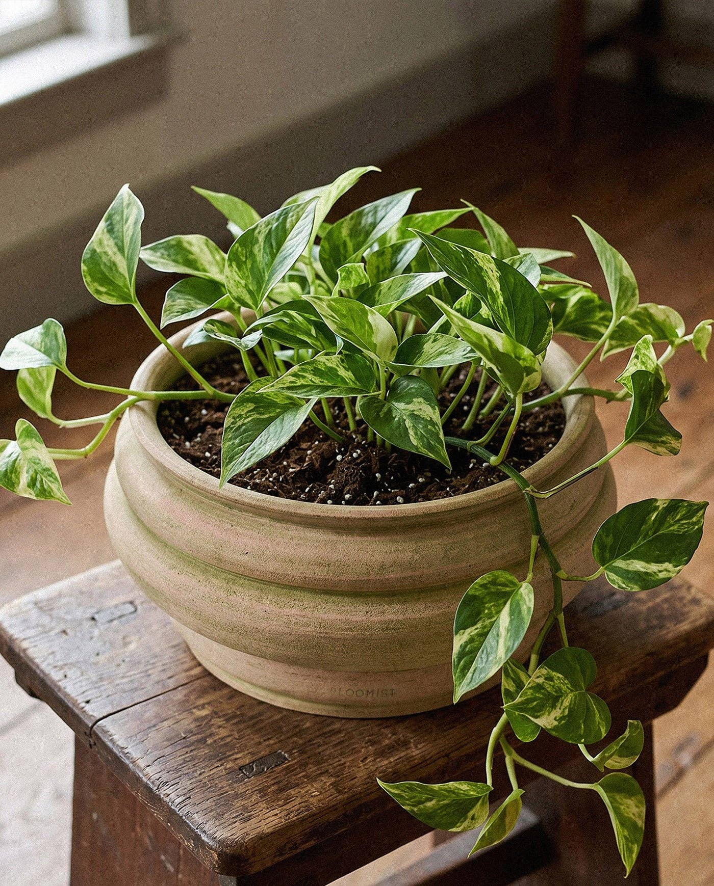 Basin Pot, Greenwash