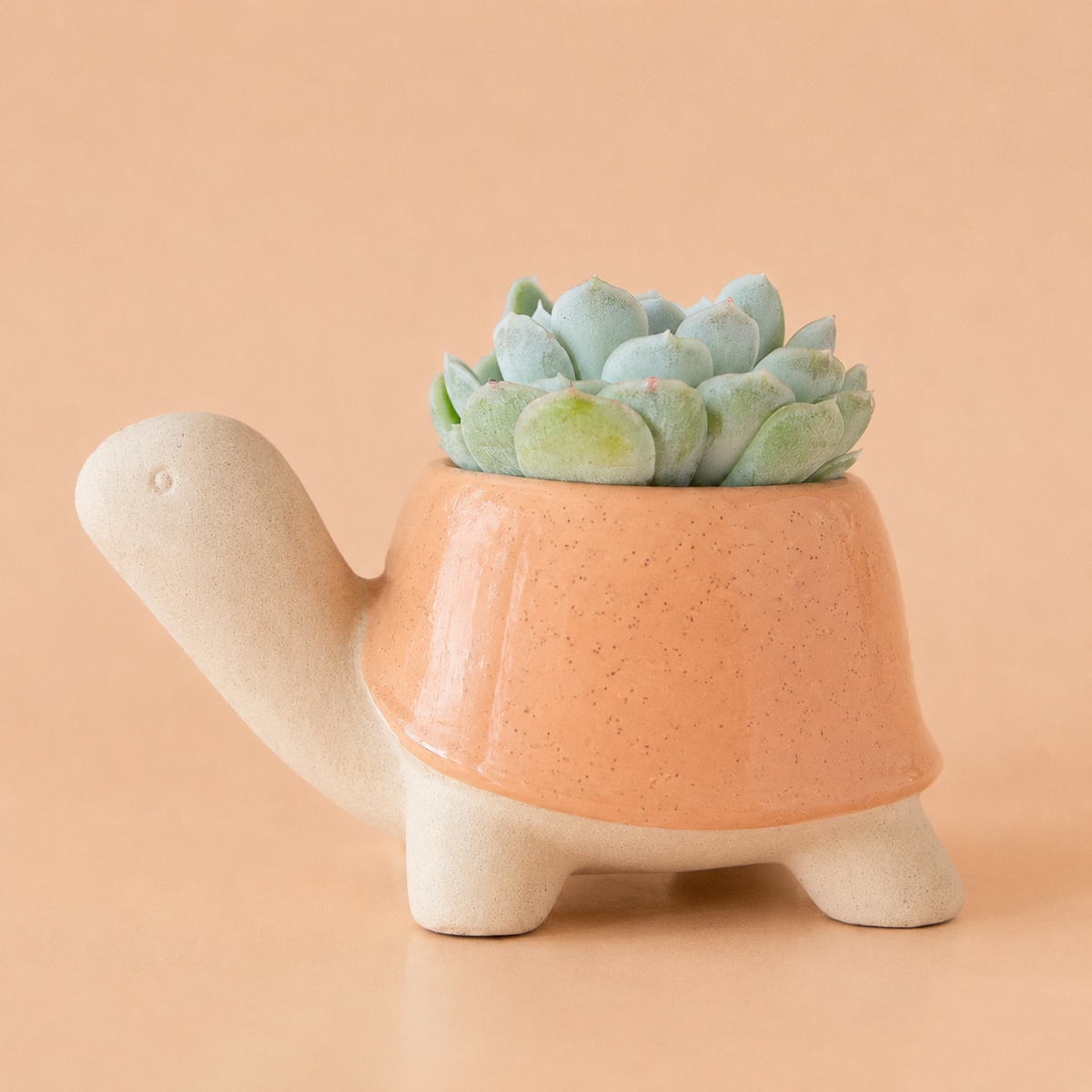 Turtle Planter | Sunset