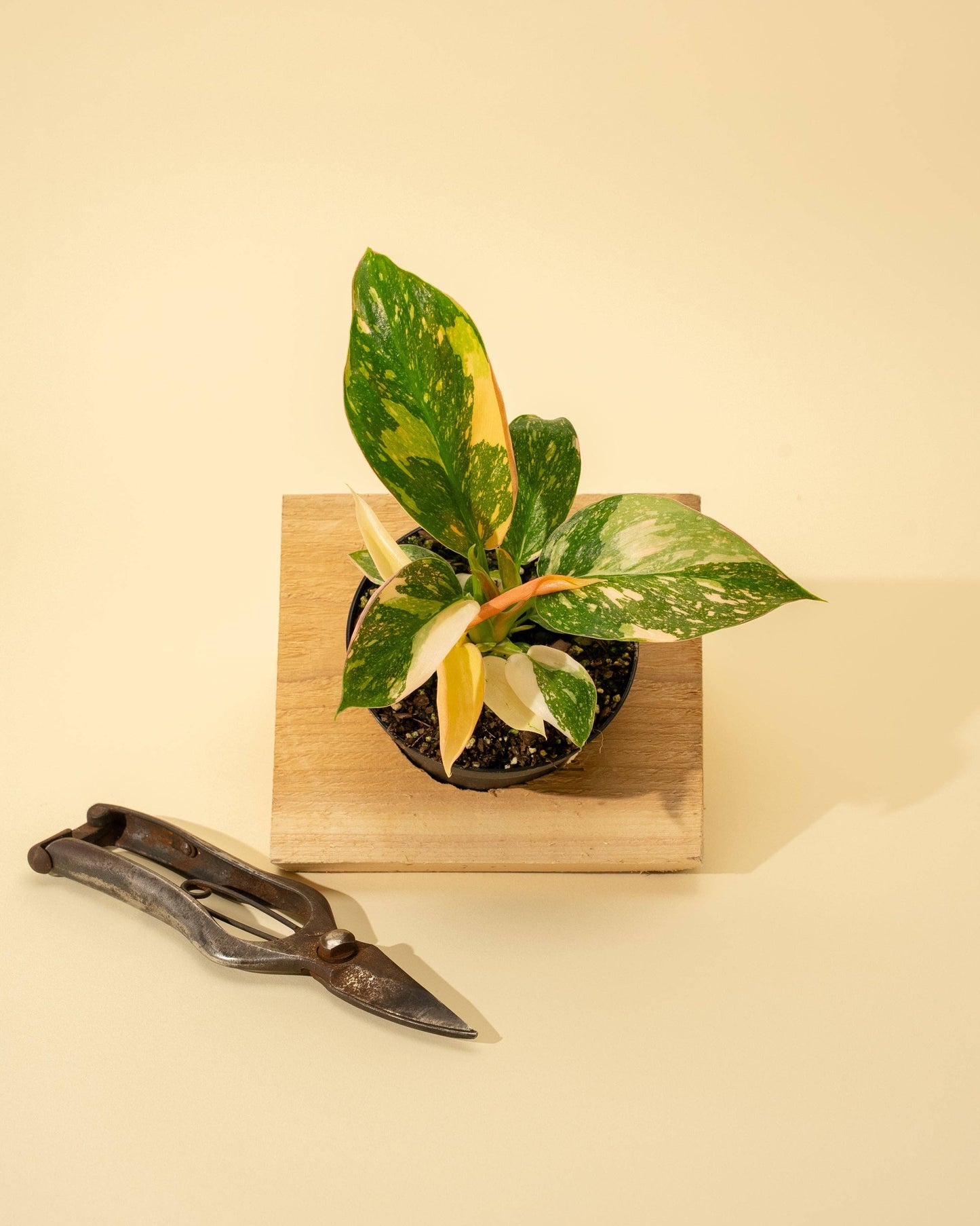 4" 'Copper Flame' Philodendron Green Congo