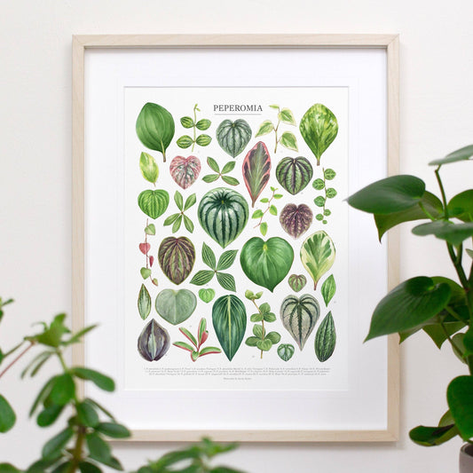 Peperomia Species Print: 12"x16"
