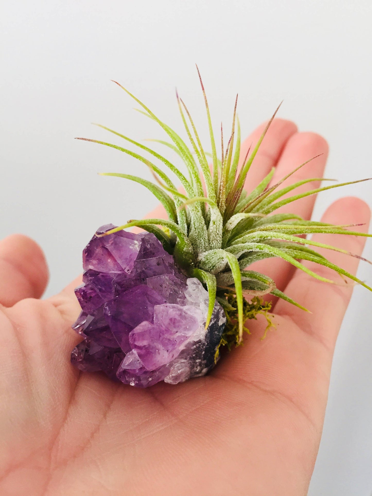 air plant amethyst Crystal Air Plants l Air Plant Holder l Crystal Gift: Amazonite – The Green House