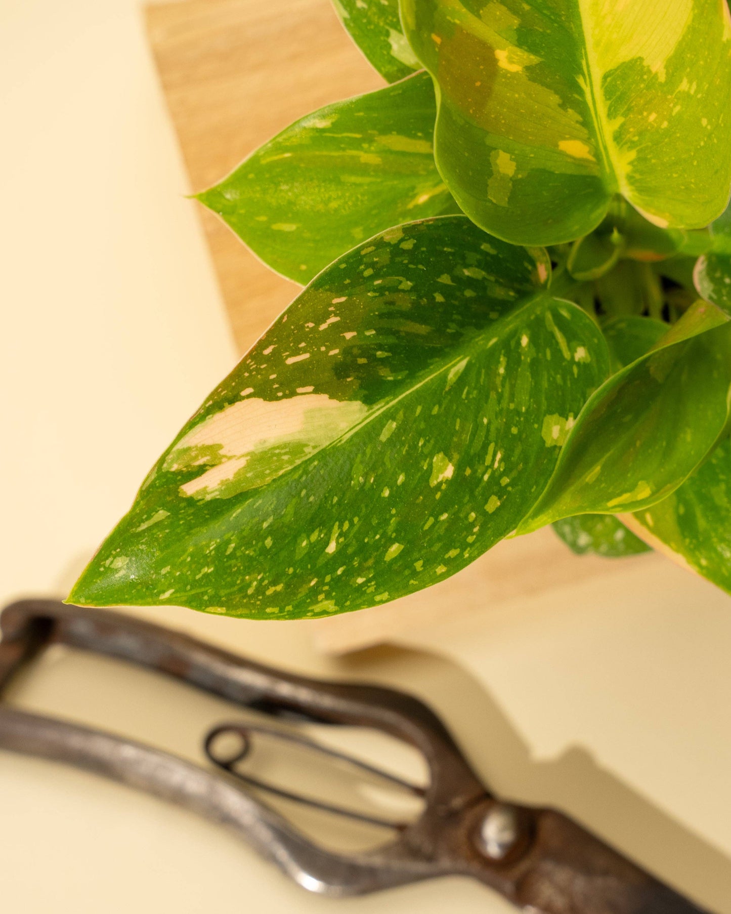 4" 'Copper Flame' Philodendron Green Congo