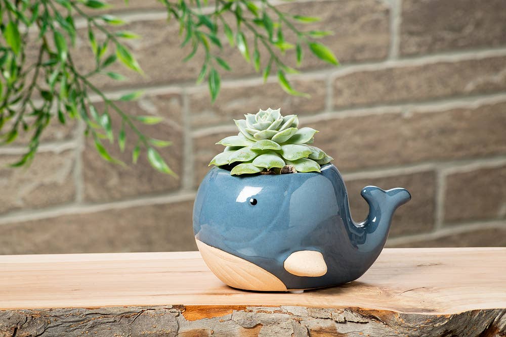 Blue Whale Planter- 3" H