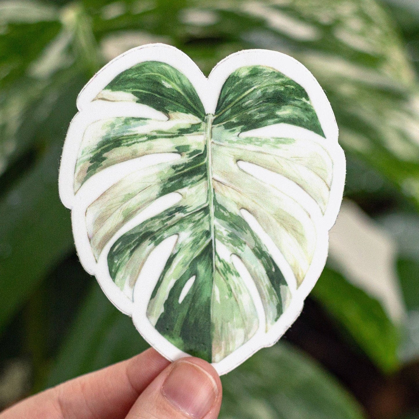 Albo Monstera Sticker