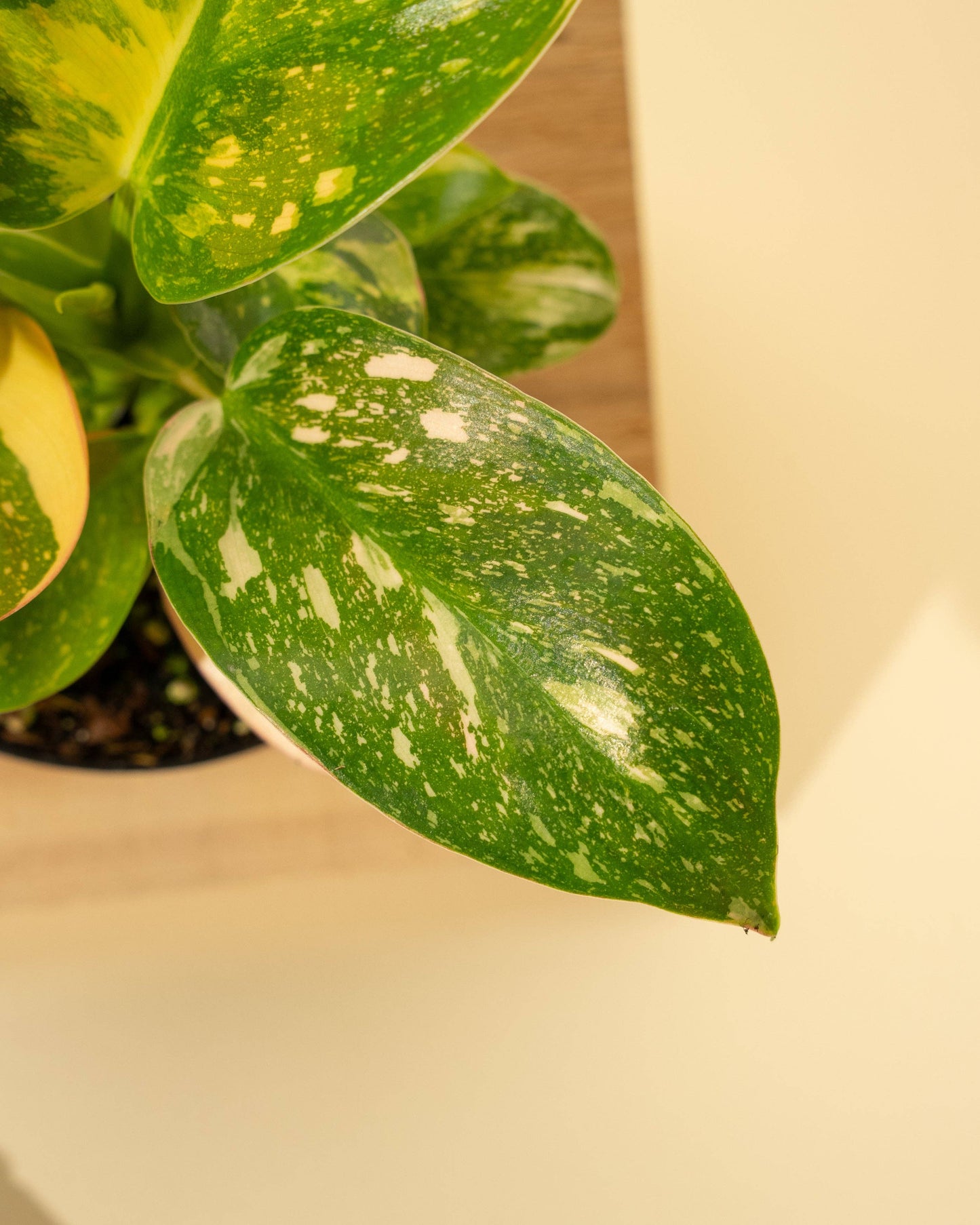 4" 'Copper Flame' Philodendron Green Congo