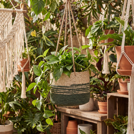 Hanging Green Seagass Planter (Set/3) (8.5",7", 4.5") Hanger