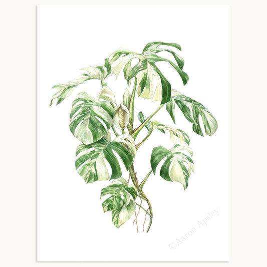 Monstera deliciosa 'Albo Borsigiana' Print: 8"x10"