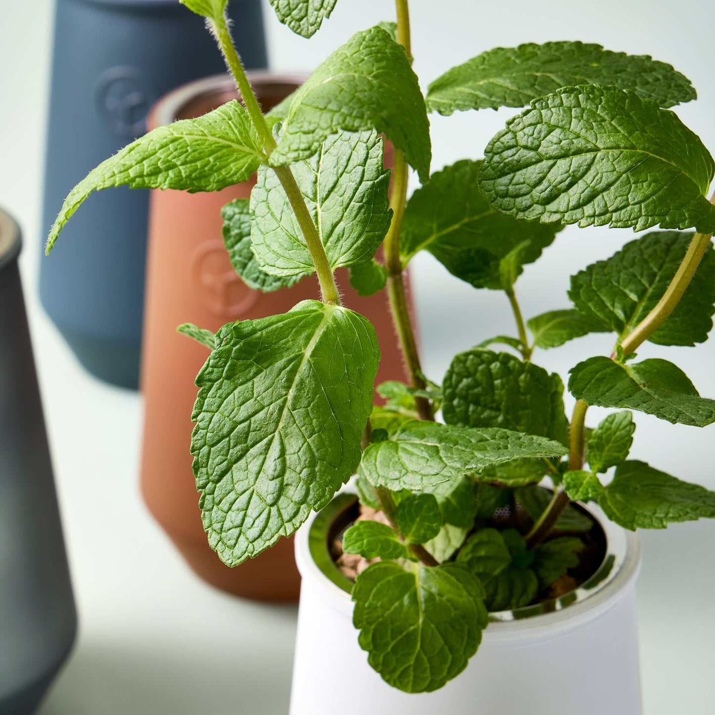 Tapered Tumbler: Mint