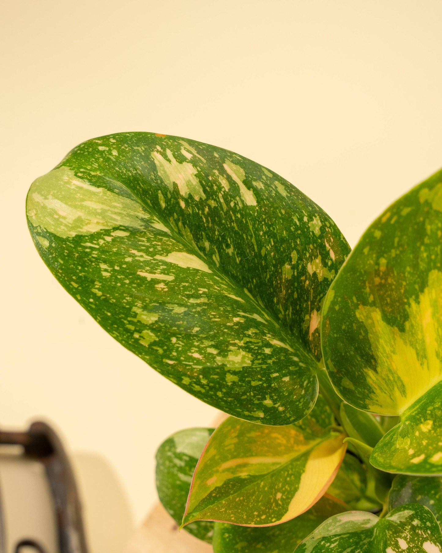 4" 'Copper Flame' Philodendron Green Congo