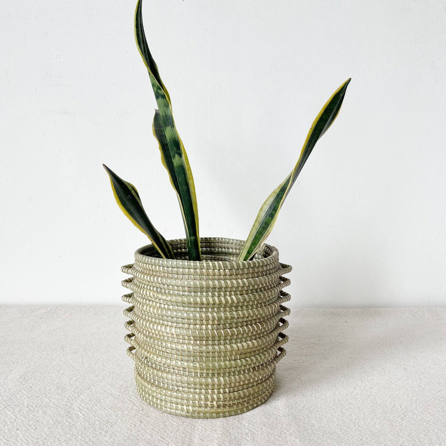 Sweetgrass Plant Basket: Kupanua: Medium