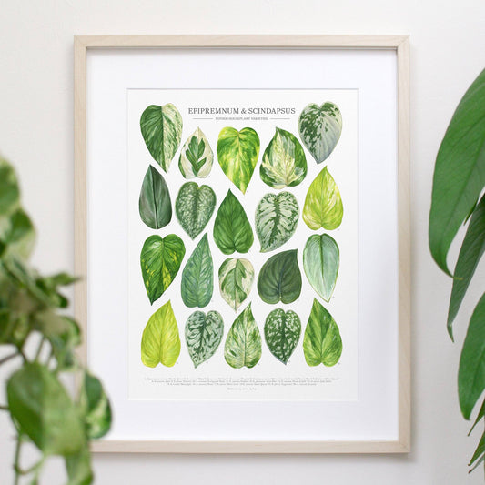 Pothos Print - Epipremnum and Scindapsus varieties: 12"x16"
