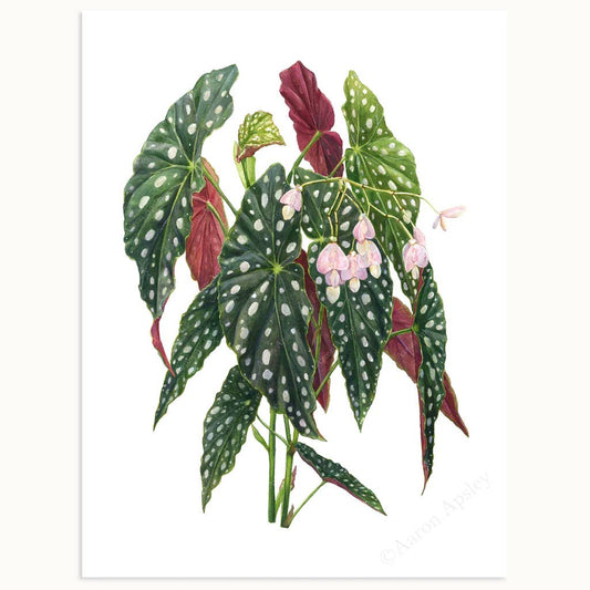 Begonia maculata 'Wightii' Print: 8"x10"