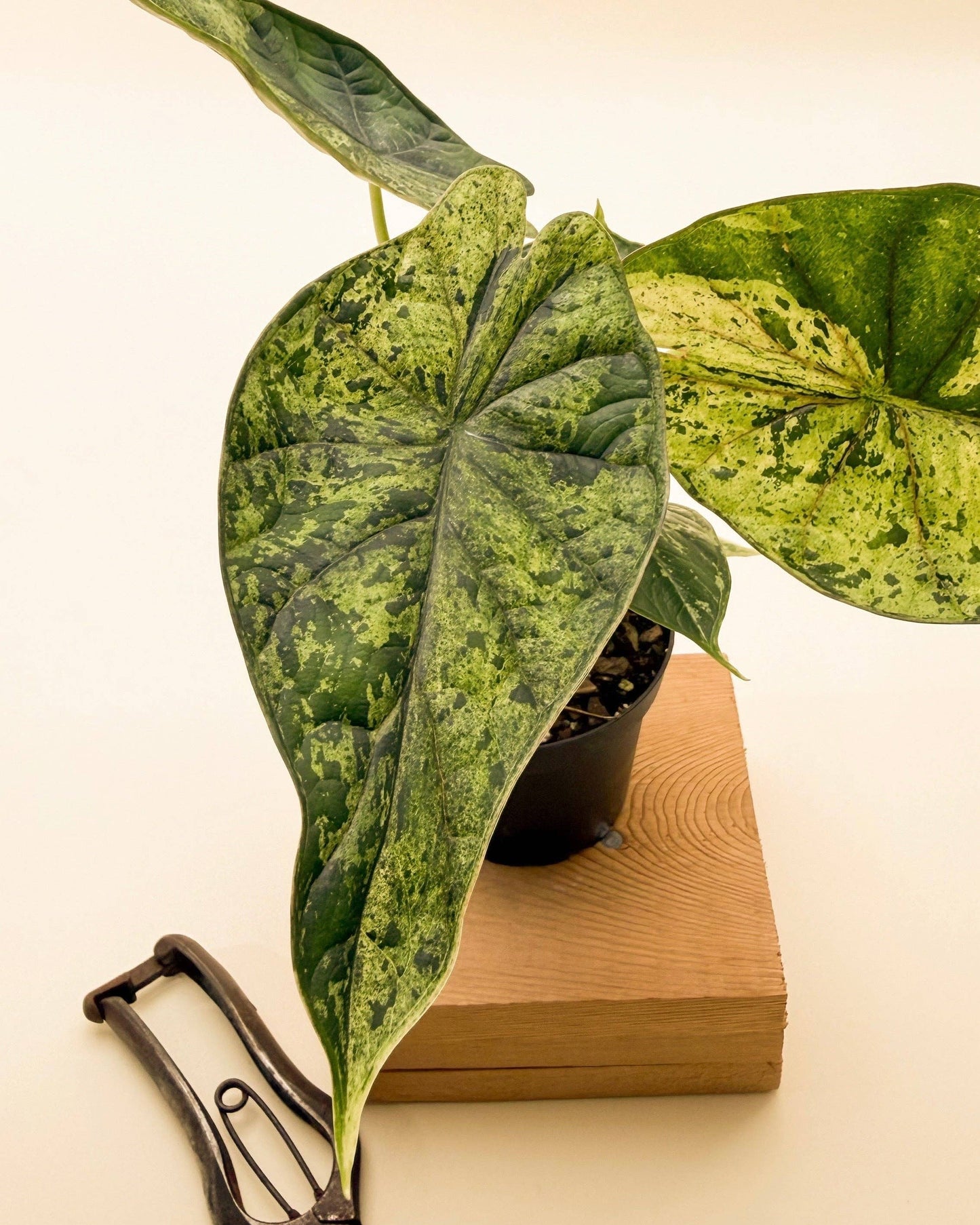 4" Alocasia 'Green Dragon Scale Mint'