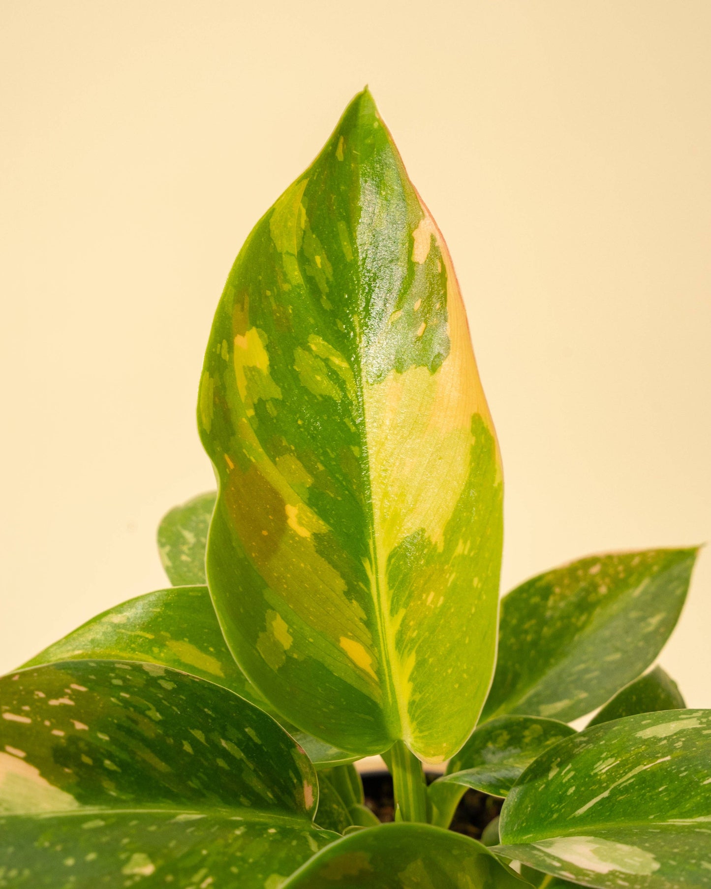 4" 'Copper Flame' Philodendron Green Congo
