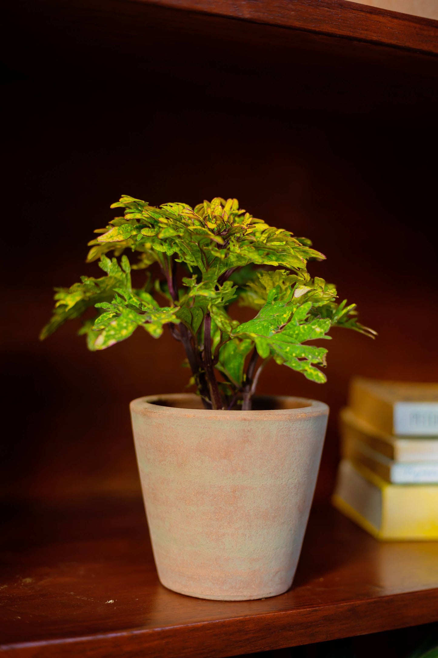 Concrete-washed Terracotta Planter (Small): With drainage plate