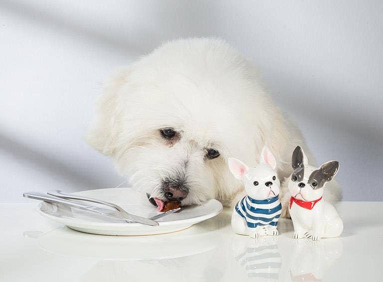 French Bulldog Salt & Pepper