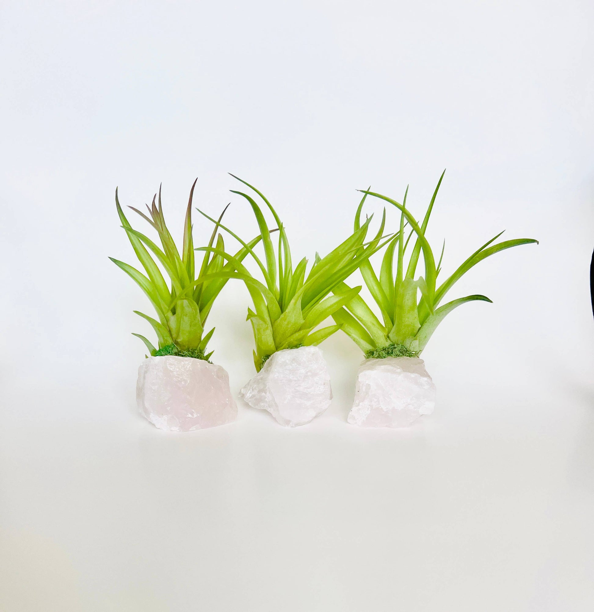 air plant on crystal Crystal Air Plants l Air Plant Holder l Crystal Gift: Amazonite – The Green House
