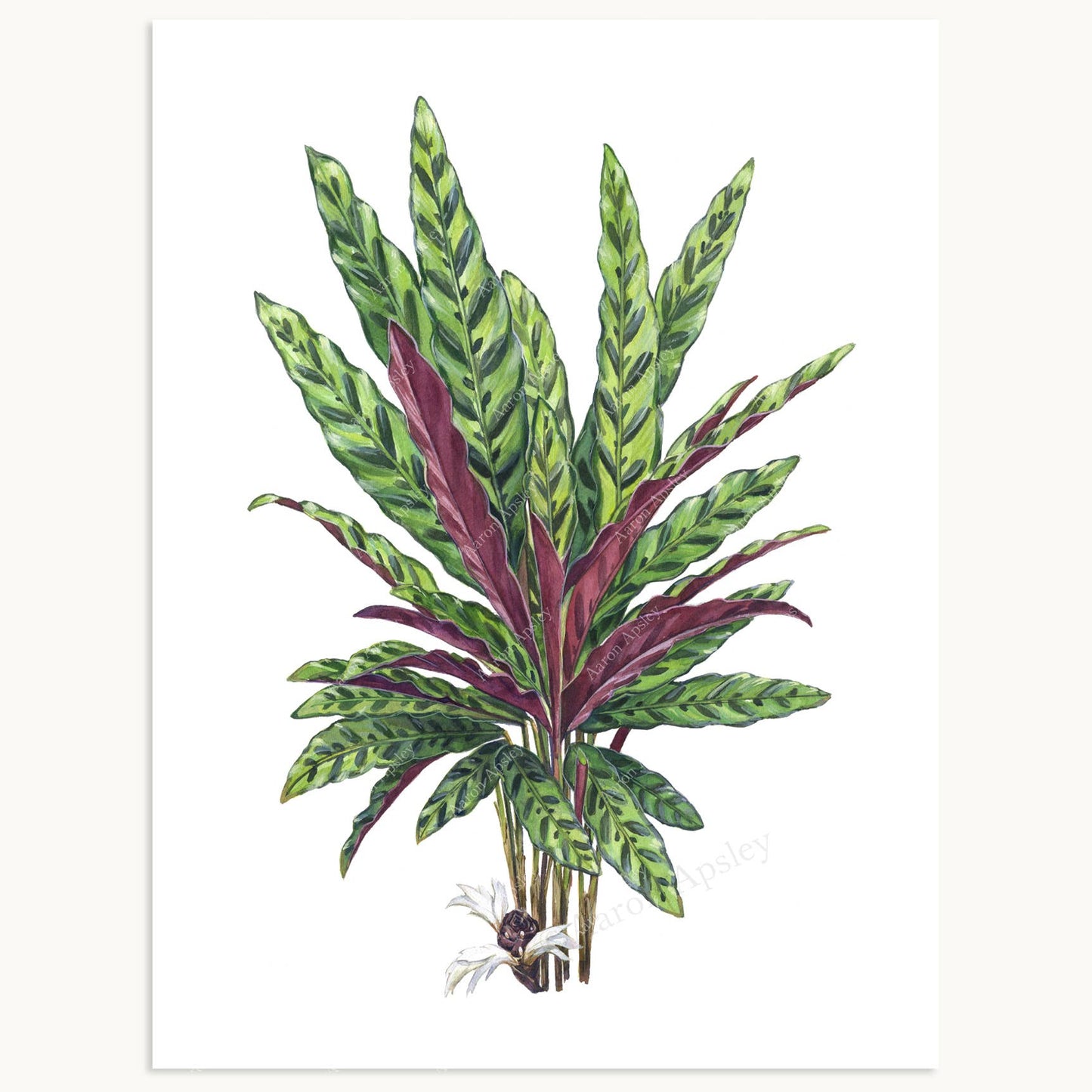 Calathea lancifolia Print: 8"x10"