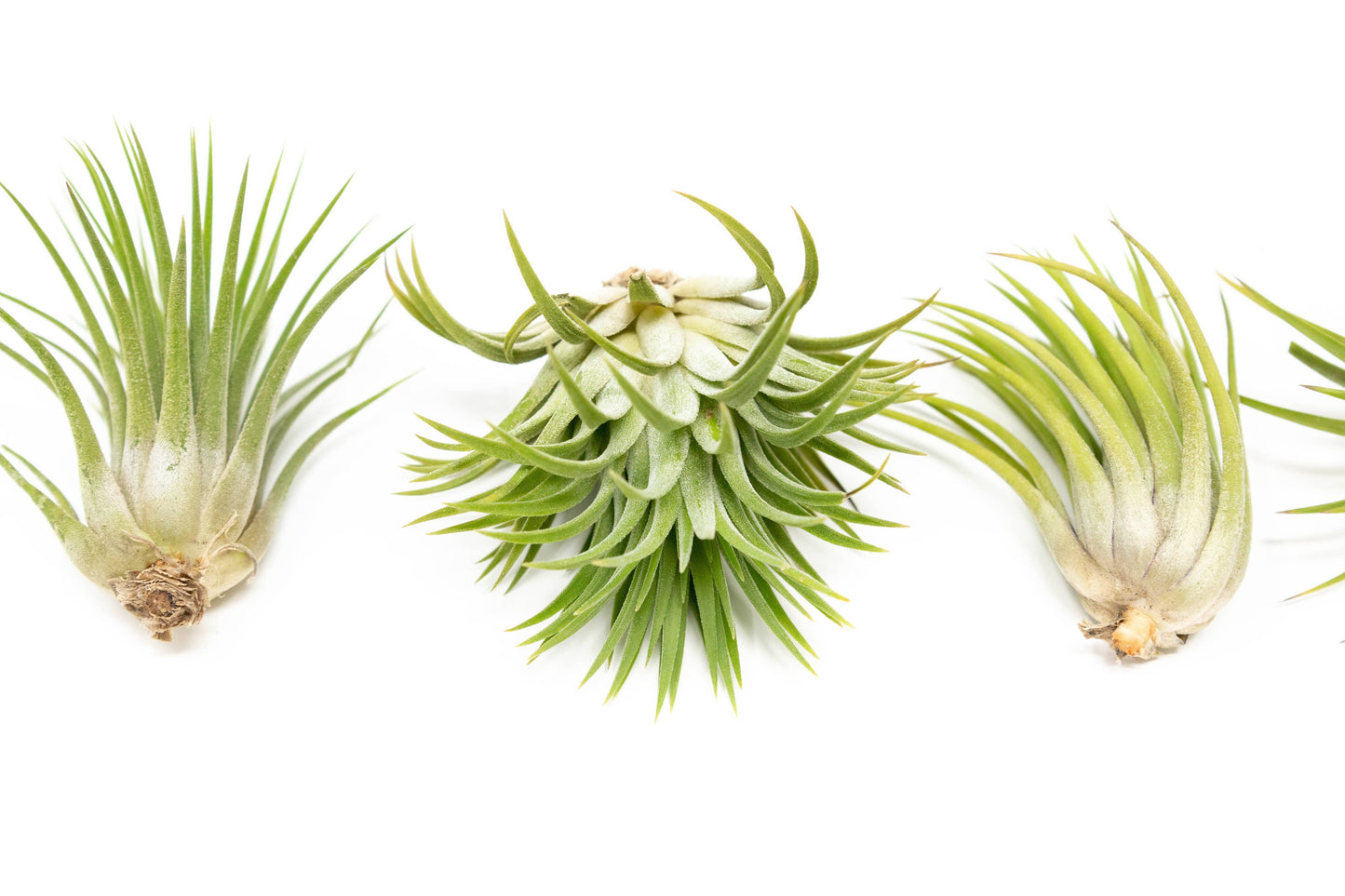 Large Tillandsia Ionantha Rubra Air Plants