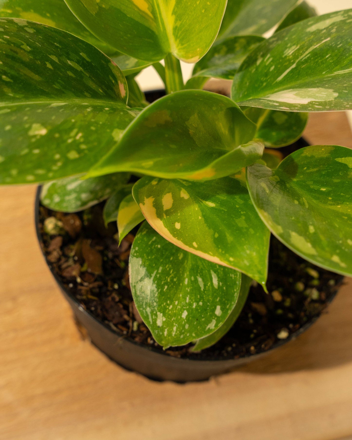 4" 'Copper Flame' Philodendron Green Congo