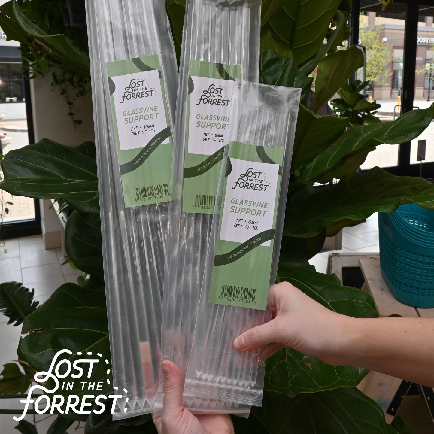 Glassvine Plant Support