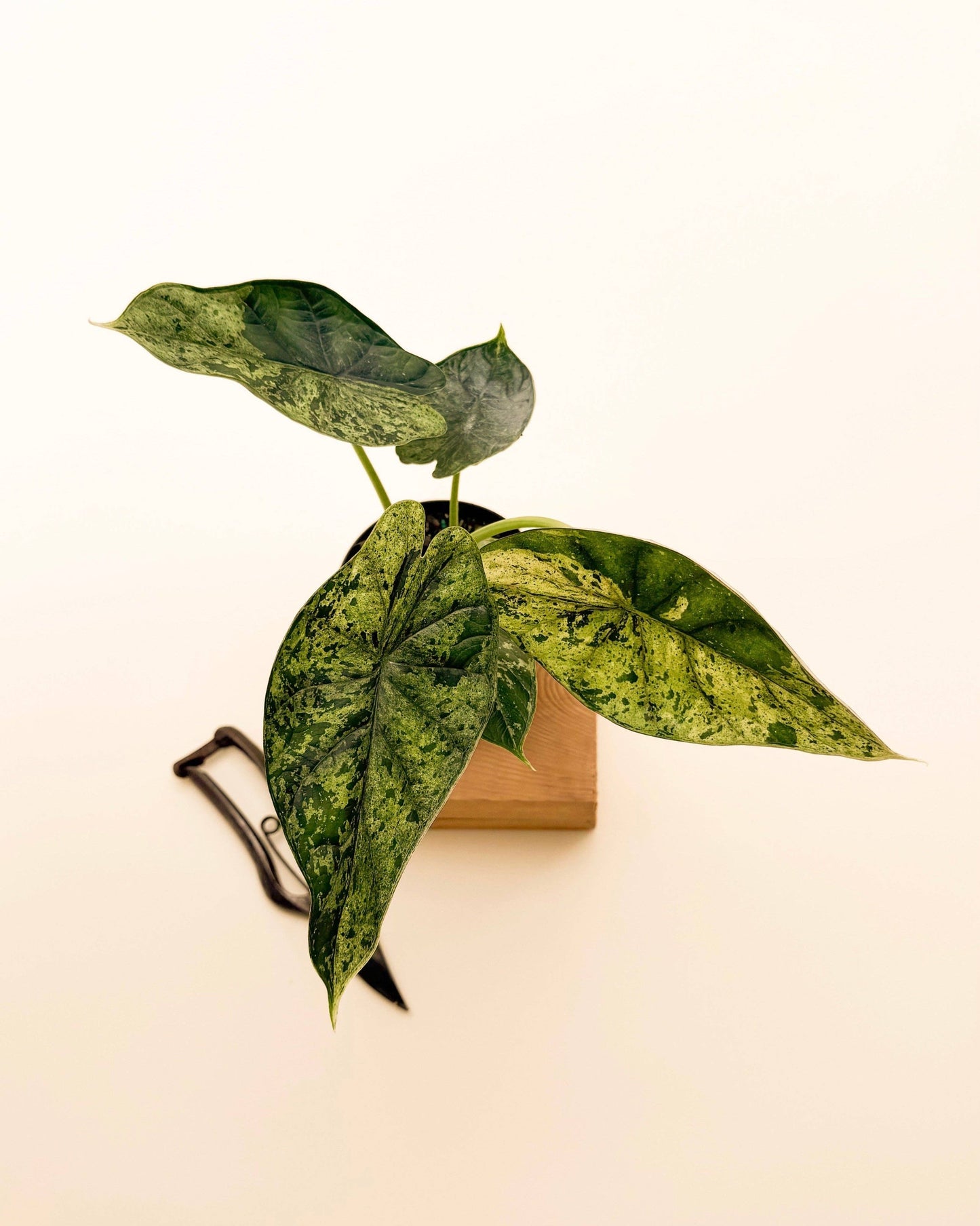 4" Alocasia 'Green Dragon Scale Mint'