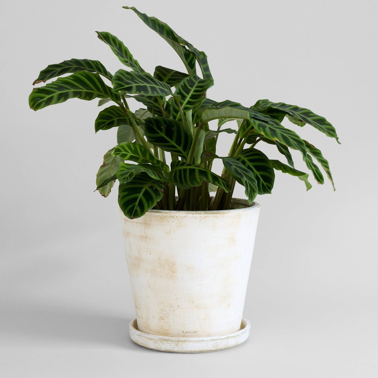 Basic Planter, White Patina: Medium