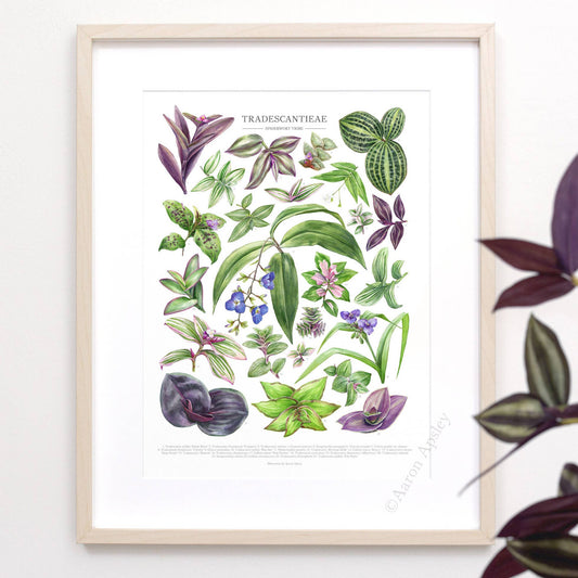Tradescantieae Species Print: 12"x16"