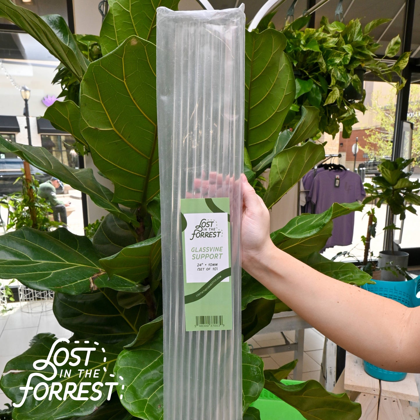 Glassvine Plant Support