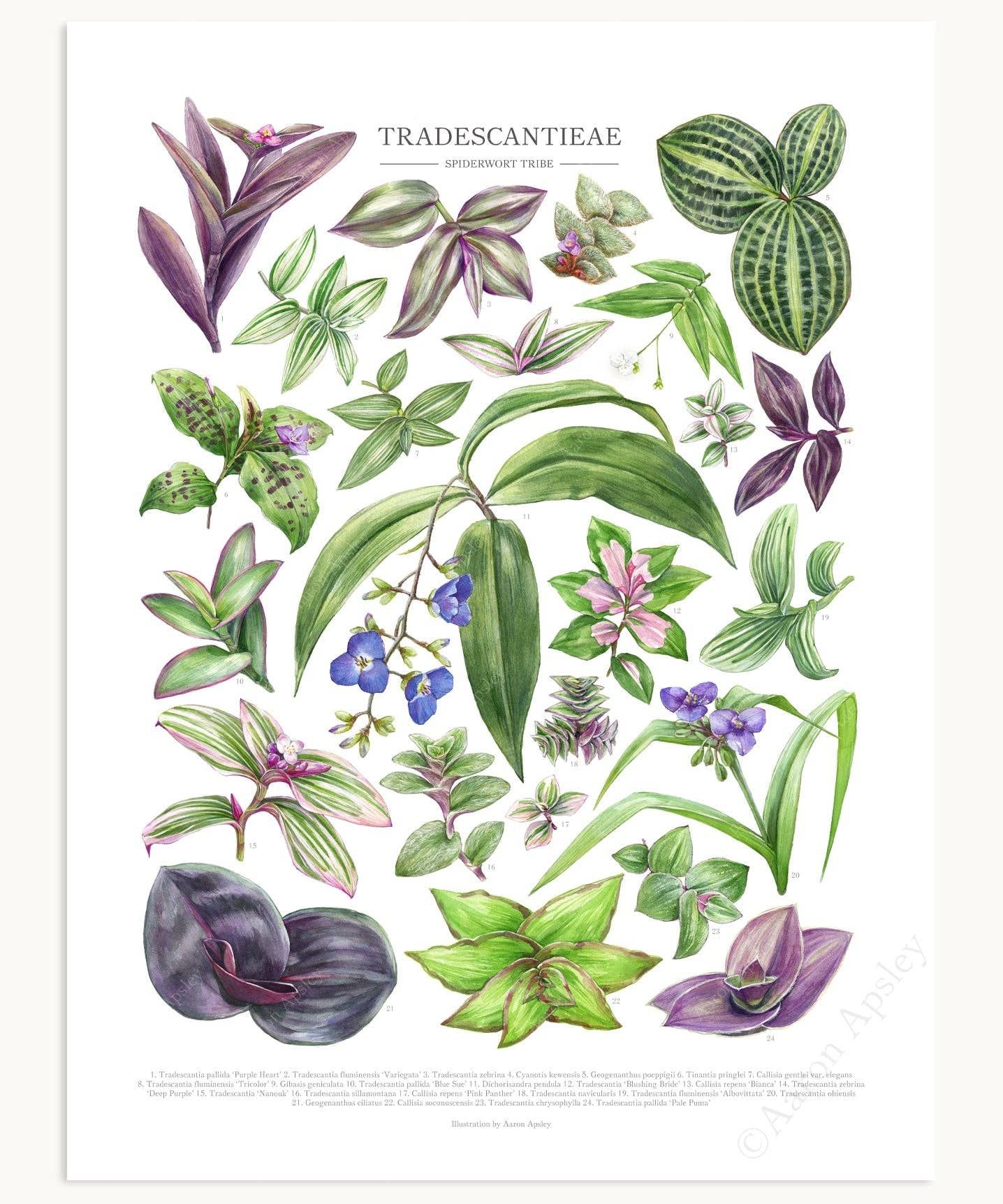 Tradescantieae Species Print: 12"x16"