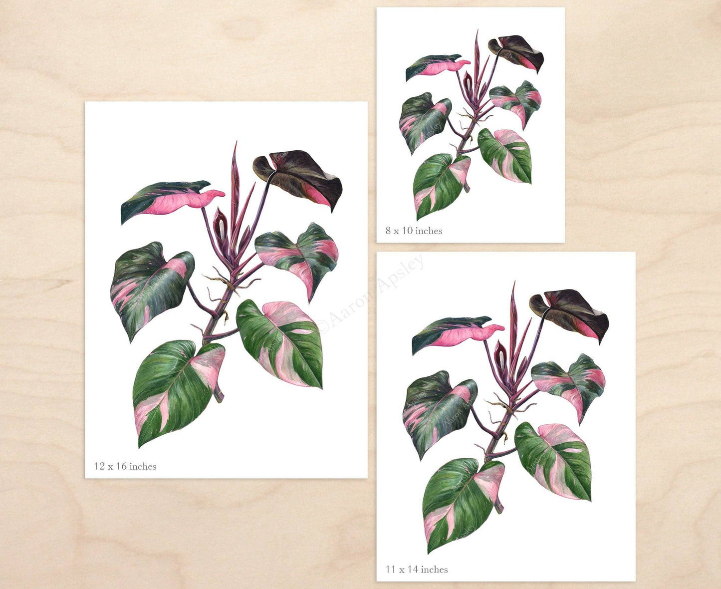 Philodendron 'Pink Princess' Print: 8"x10"