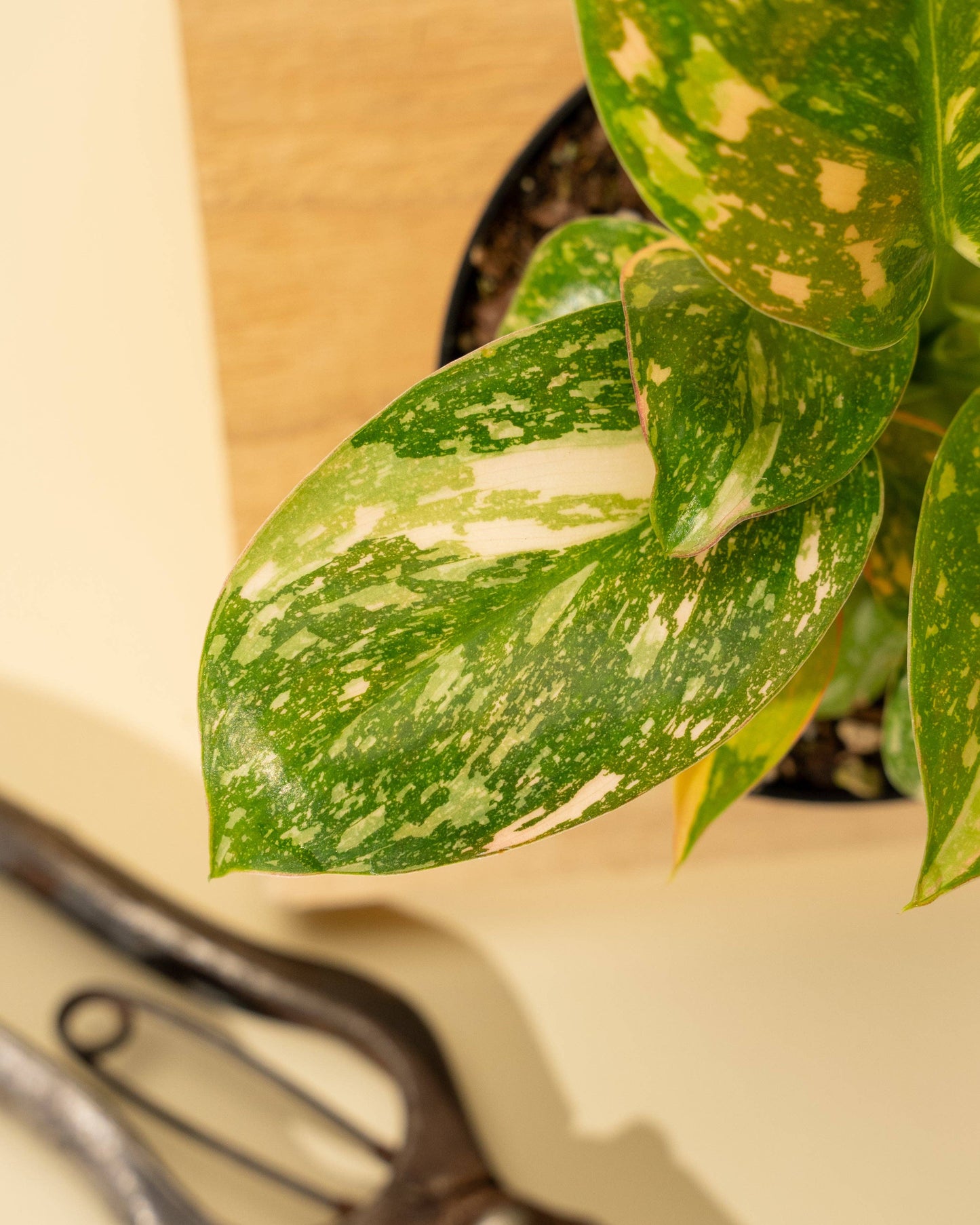 4" 'Copper Flame' Philodendron Green Congo