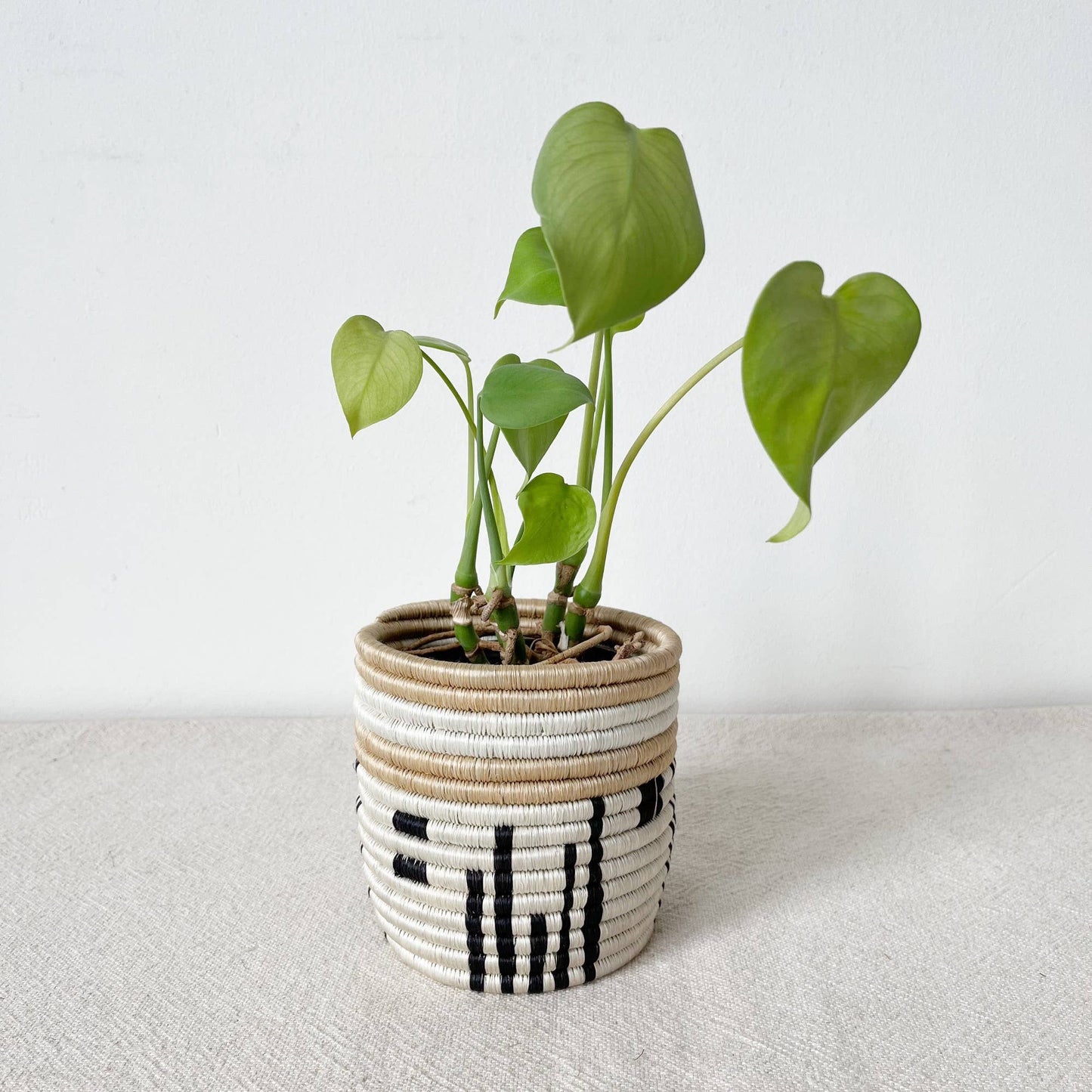 Storage Plant Basket: Busengo