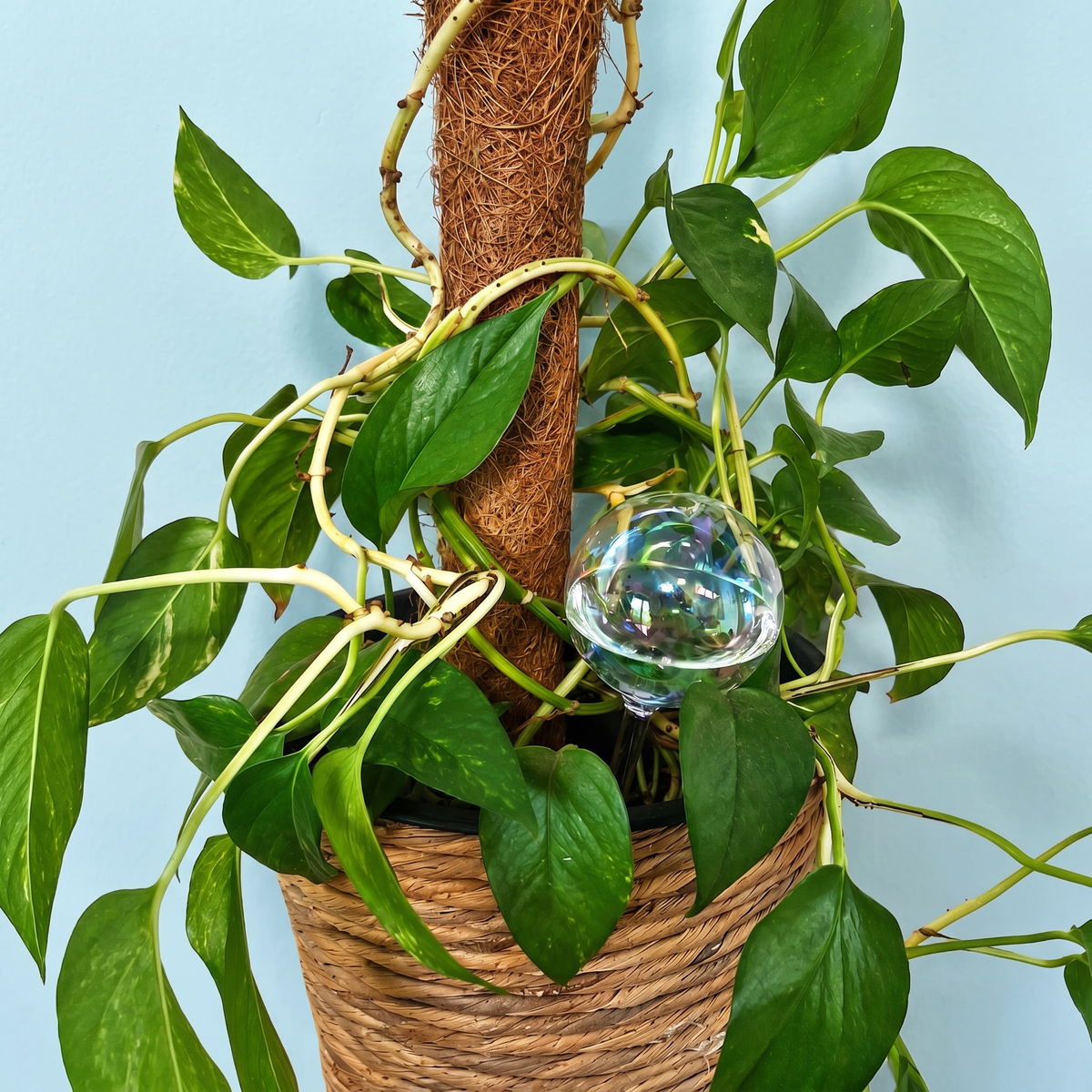Self-Watering Globe Iridescent