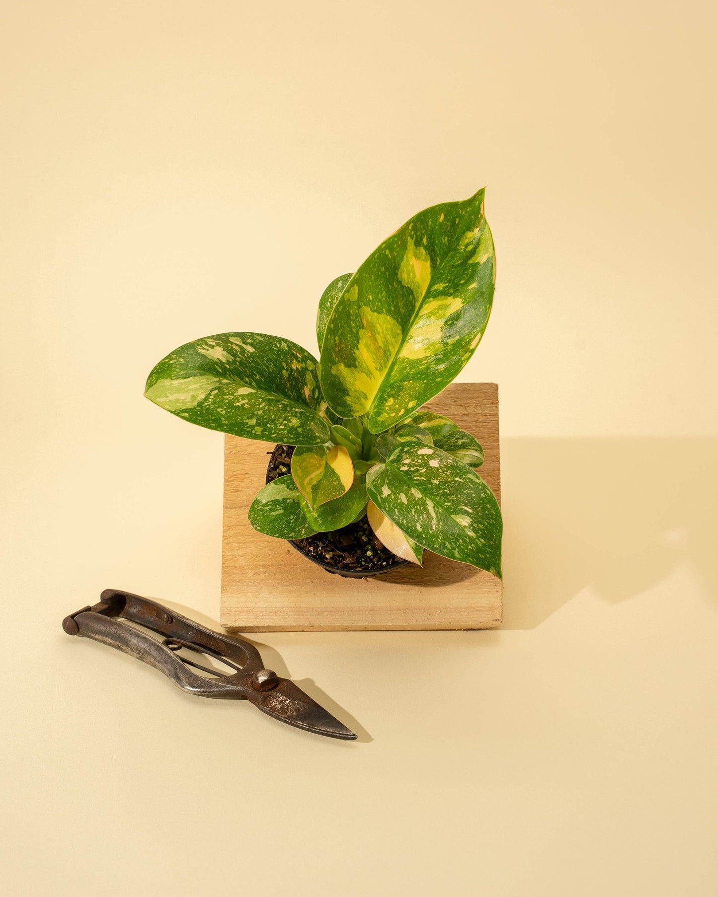 4" 'Copper Flame' Philodendron Green Congo