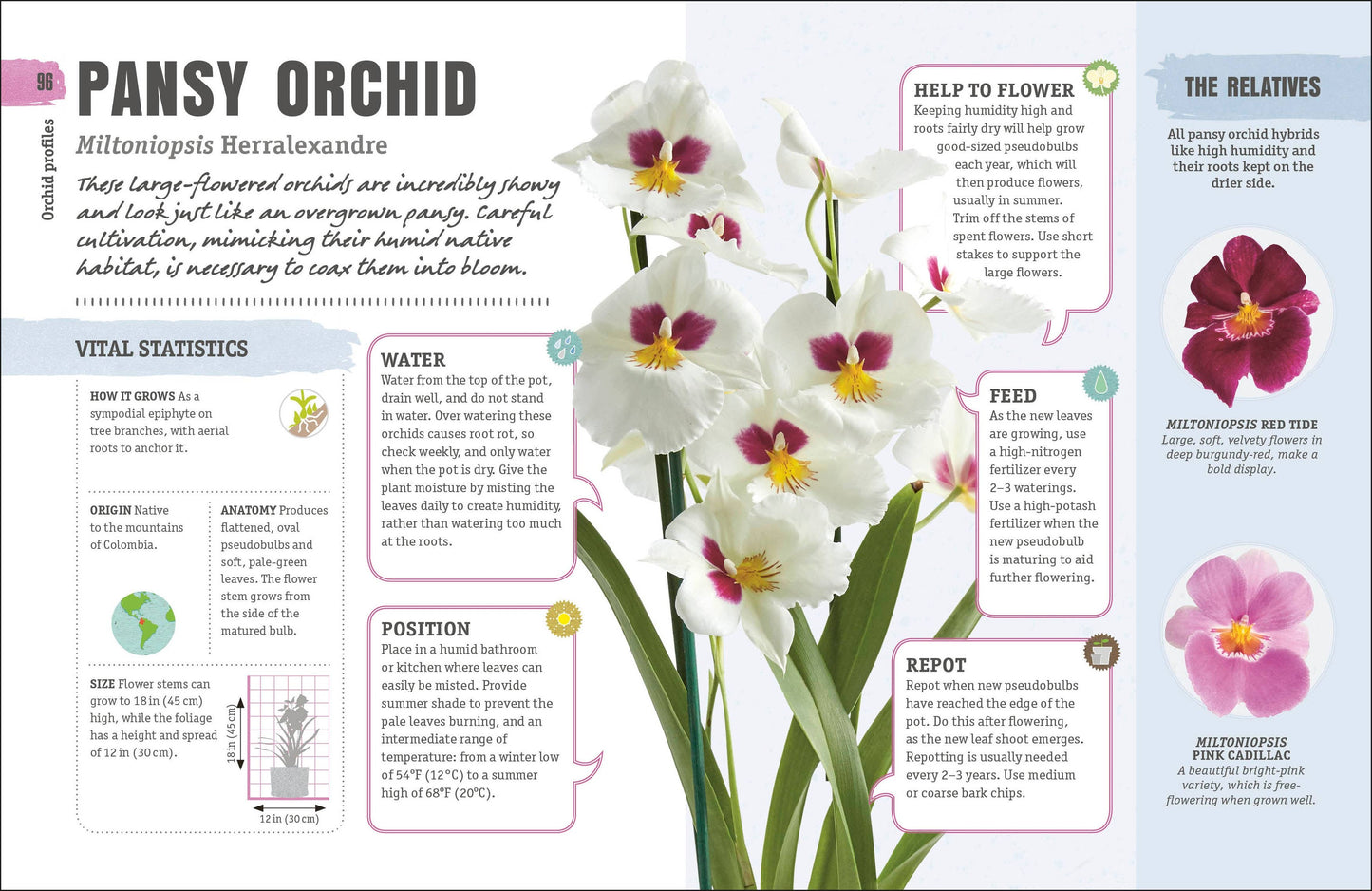 Happy Orchid