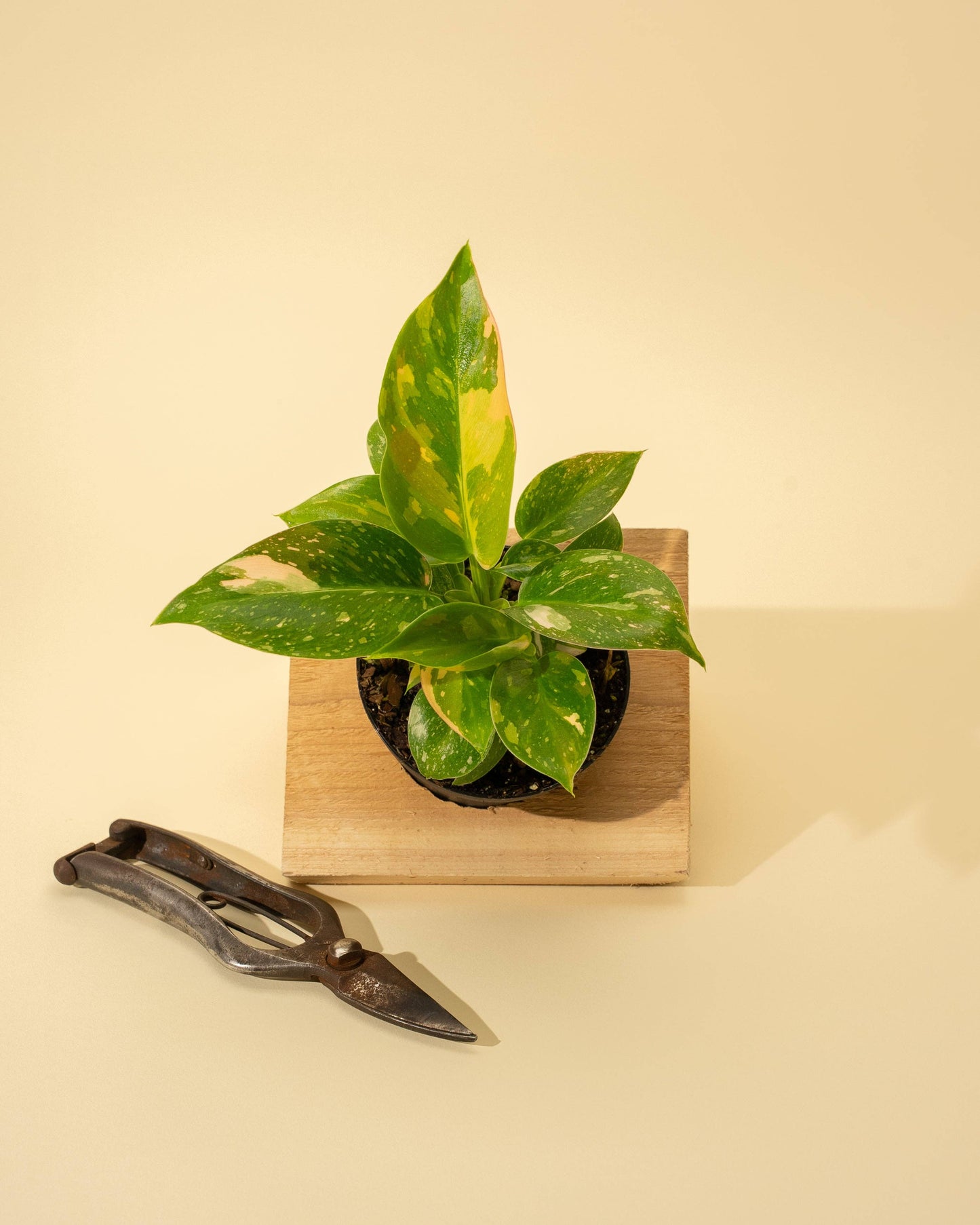 4" 'Copper Flame' Philodendron Green Congo