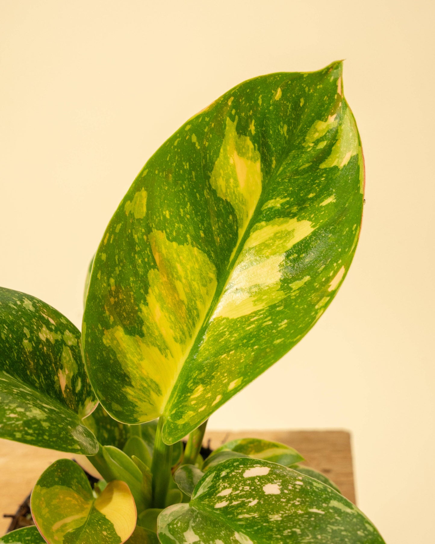 4" 'Copper Flame' Philodendron Green Congo