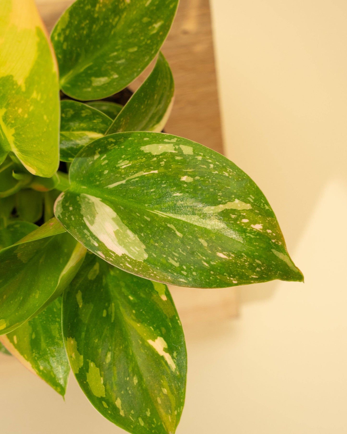 4" 'Copper Flame' Philodendron Green Congo
