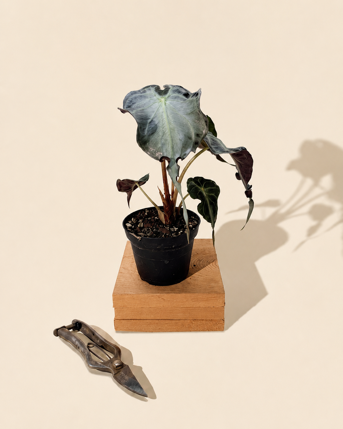 4" Alocasia 'Venom'