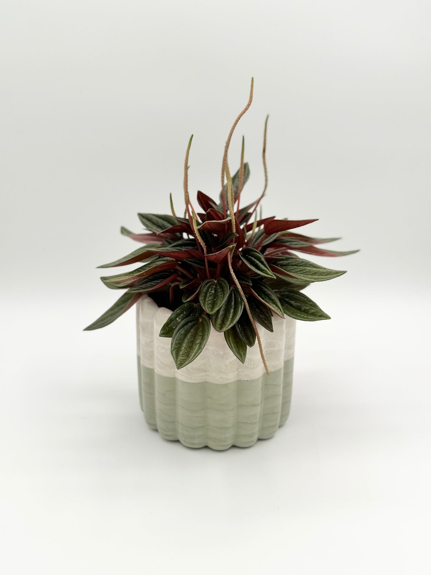 Scallop Planter