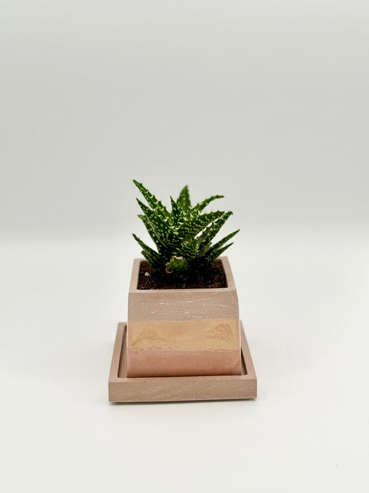 2.5" Square Planter