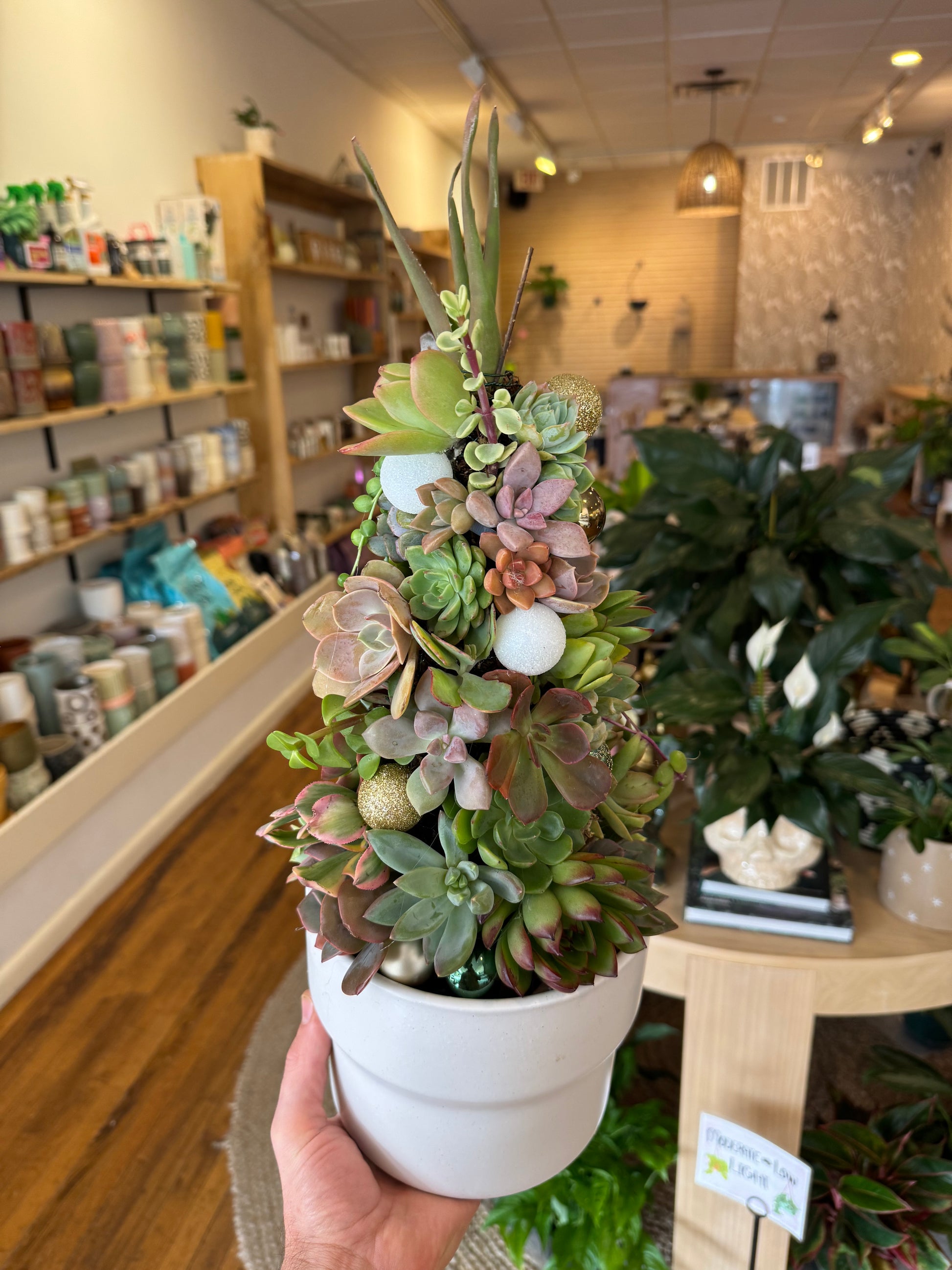 make your own succulent class Make Your Own Succulent Christmas Tree Workshop