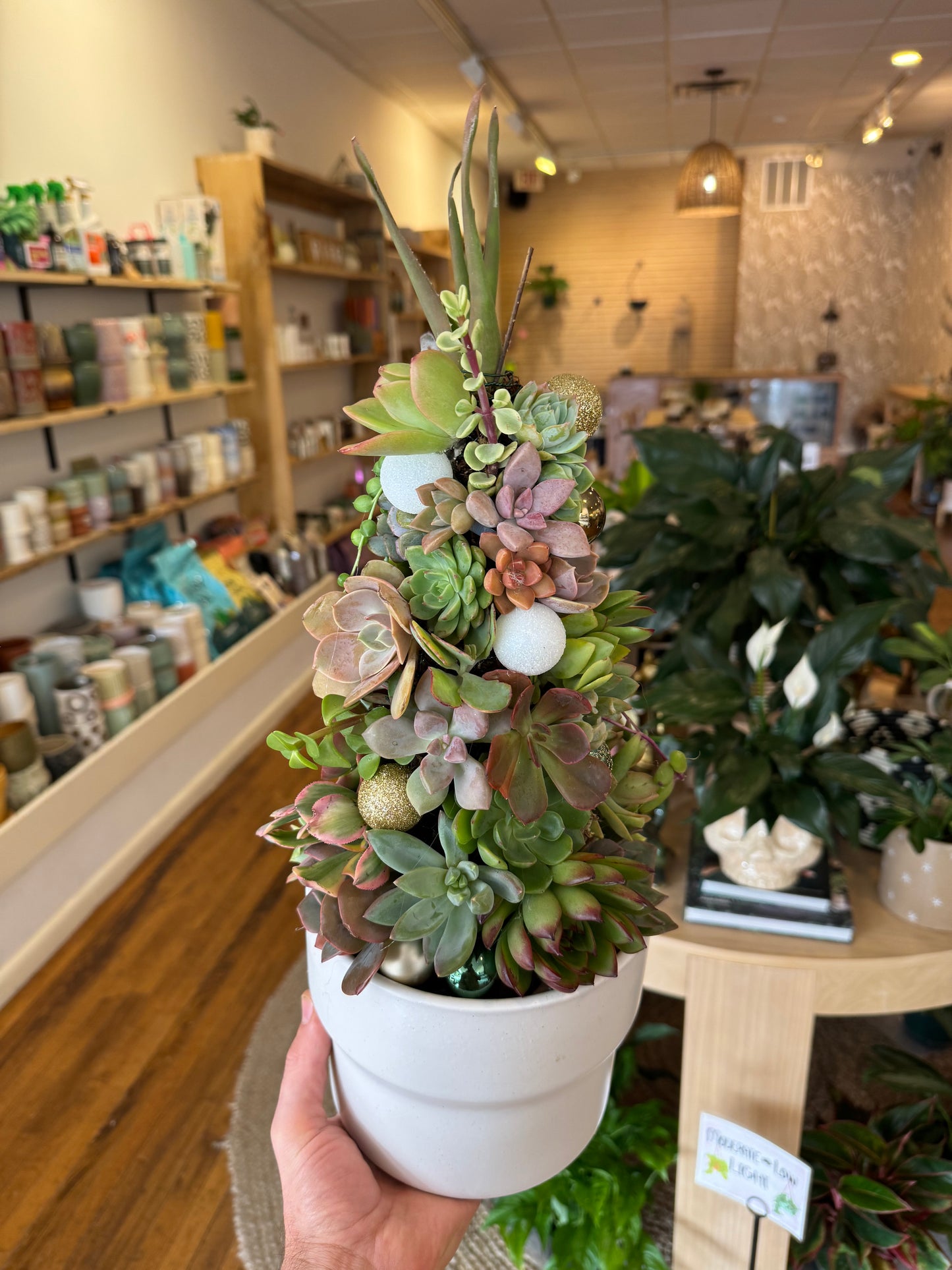 Make Your Own Succulent Christmas Tree Workshop