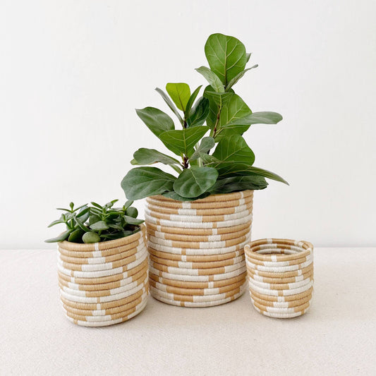 Storage Plant Basket (Set of 3): Zaza