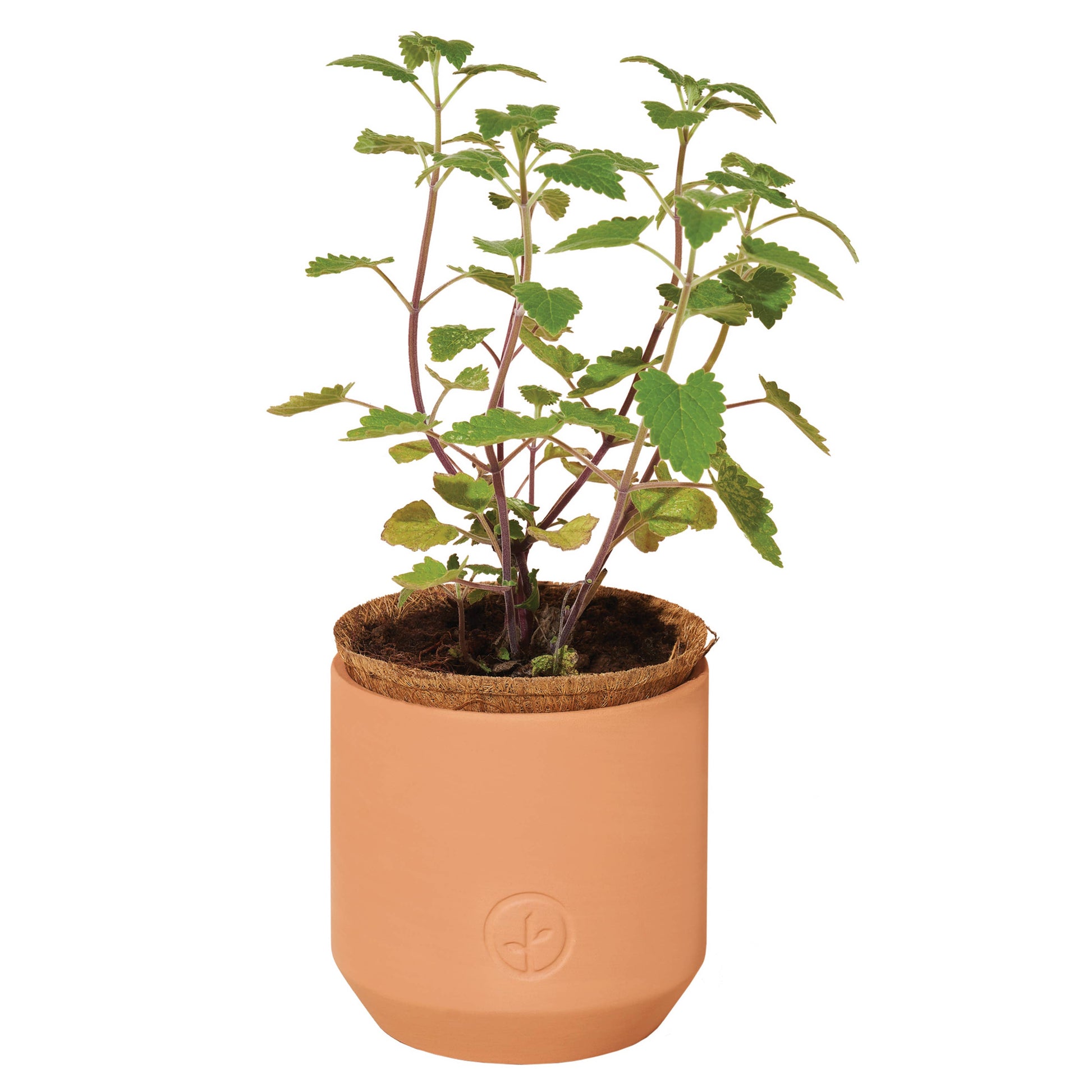 can you plant catnip in a pot Tiny Terracotta Pet Grow Kits: Curious Catnip