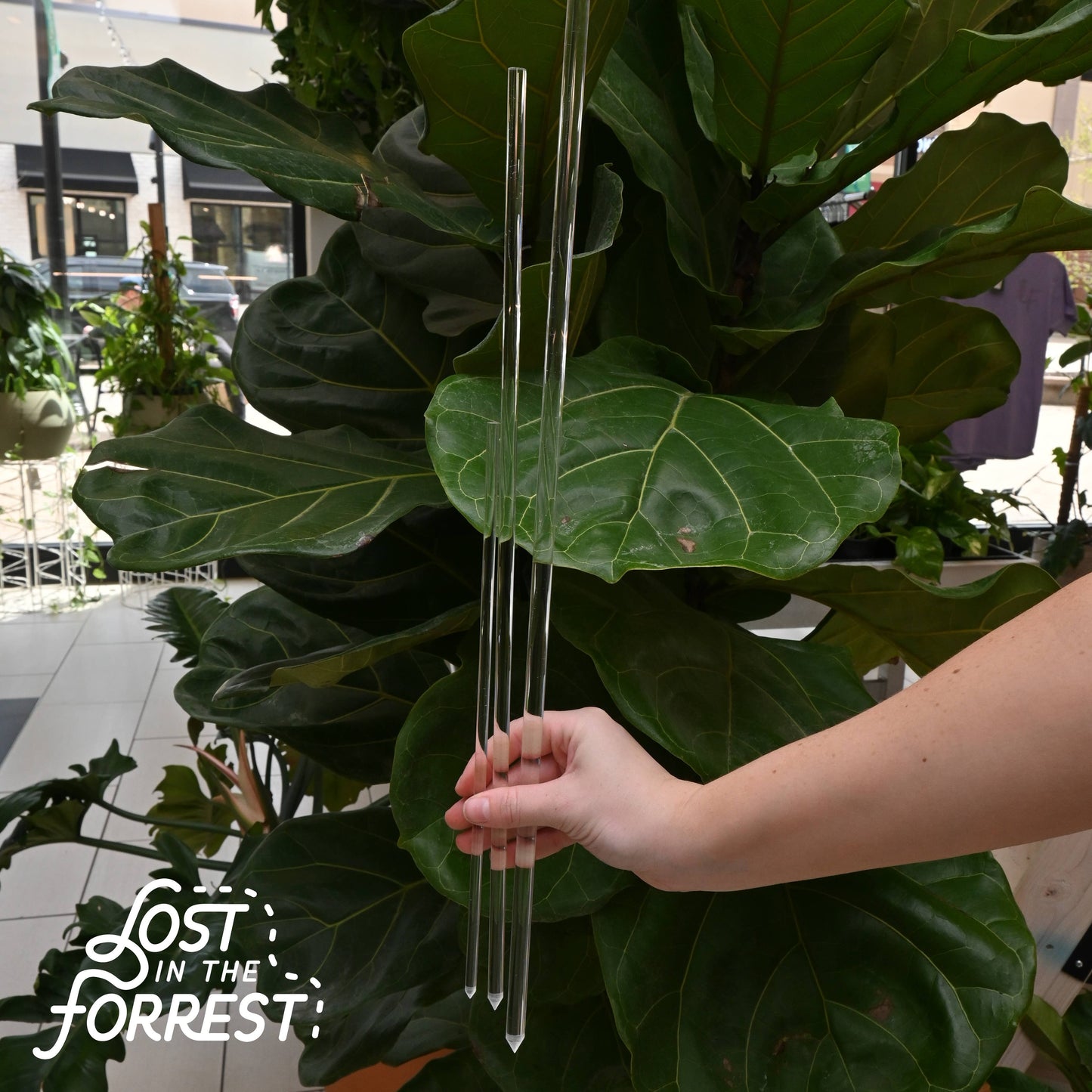 Glassvine Plant Support