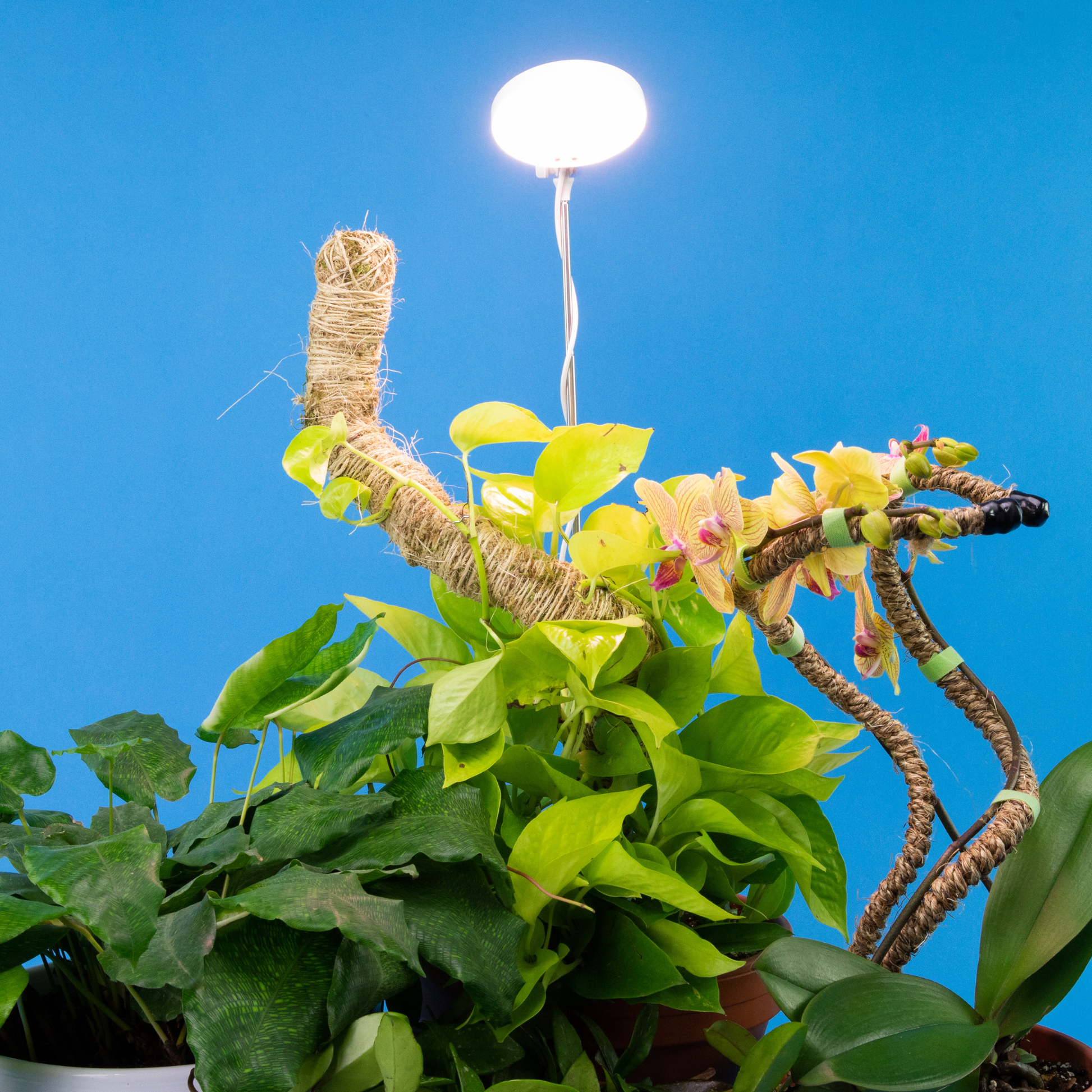 house plant uplighters Adjustable LED Plant Light: Black