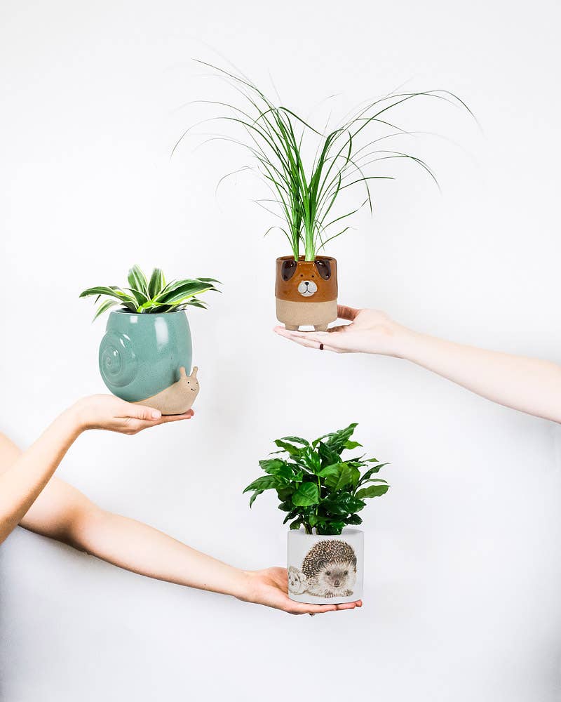 Dog on Legs Planter-4.5"H