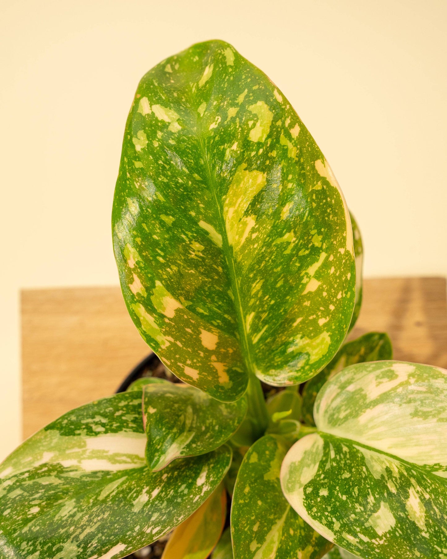 4" 'Copper Flame' Philodendron Green Congo
